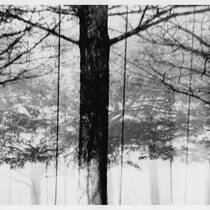 Late Winter - Early Spring