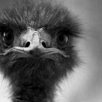 Emu