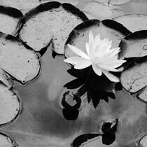 Single White Water Lily
