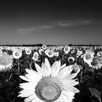 Sunflower Field