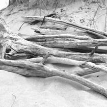 Driftwood