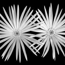 Daisies