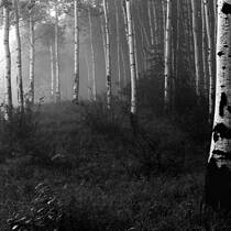 Aspens in the Mist
