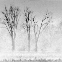 Fog Along the Potomac River