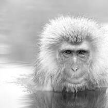 Japanese Macaque in Hot Spring