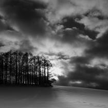 Tree Shadows in Winter Sun
