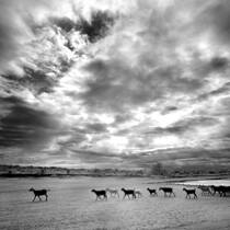 Goats at Sundown