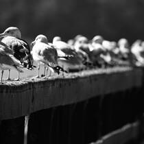 Seagull Lineup