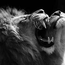 Passion