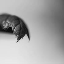Emerging