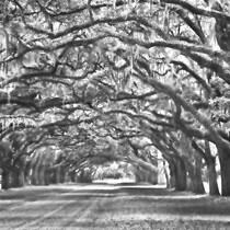 Canopy of Oaks 1