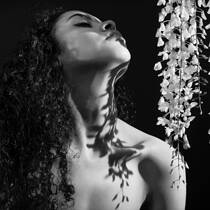 Wisteria Shadow
