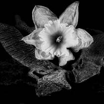 Lizard Skins and Withered Daffodil