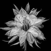 Night-Blooming Cereus