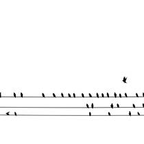 Birds on a Wire