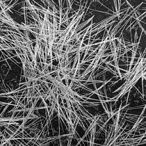 Pine Needles