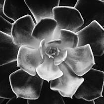 Echeveria