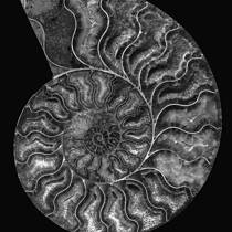 Ammonite Fossil