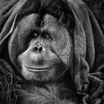 I Am Going Undercover