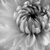 Dahlia
