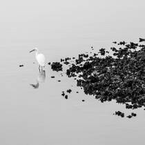 Egret