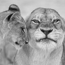 2 Lionness & Cub