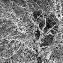White Poplar