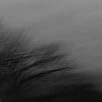 Trees as I See Them