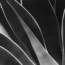 Agave #2