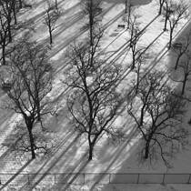 Long Shadows