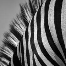Zebra Detail