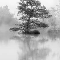Twisted Tree Like Me