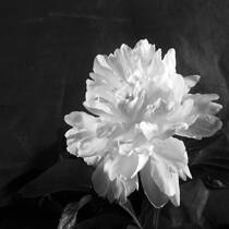 Peony Flower