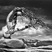 Jeffery Pine