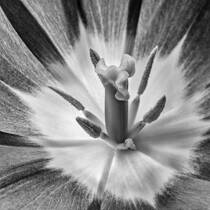 Starburst