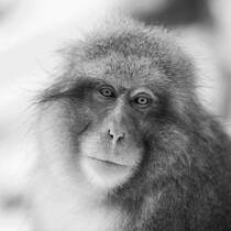 Snow Monkey