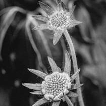 Scabiosa Caucasica #2