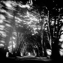 Untitled 1 From the Series Trees