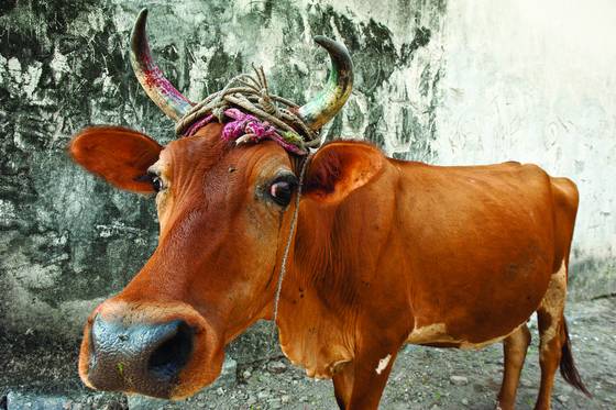 Holy Cow by Dennis H. Miller | Black & White Magazine | For Collectors