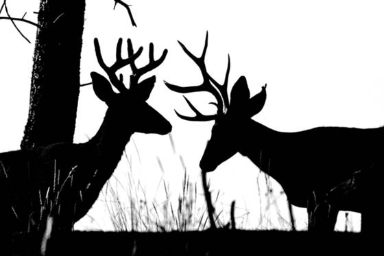 Mule Deer Silhouette by Wendy Broekx | Black &amp; White Magazine | For Collectors of Fine Photography