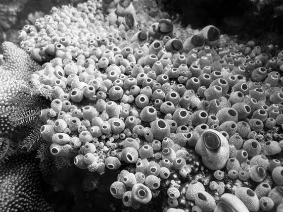 Untamed Creations By Bogdan Grygriel Black White Magazine For Collectors Of Fine Photography Over the time it has been ranked as high as 432 899 in the world, while most of its traffic comes from usa, where it reached as high as 97 406. black white magazine