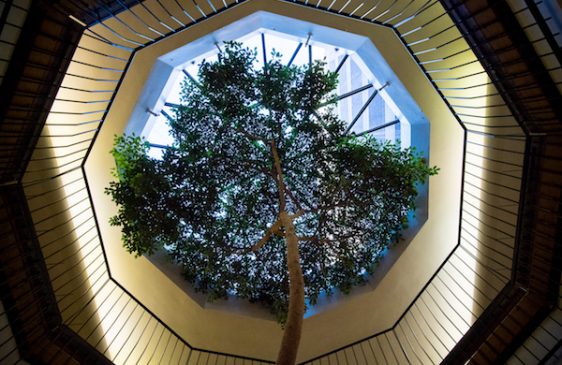 Tree in Bank Street lobby