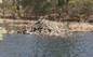 Beaver dam
