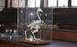 Bird skeleton