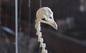 Close up of bird skeleton