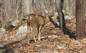 A deer, a doe
