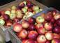 Fresh apples