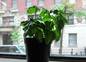 Growing basil.