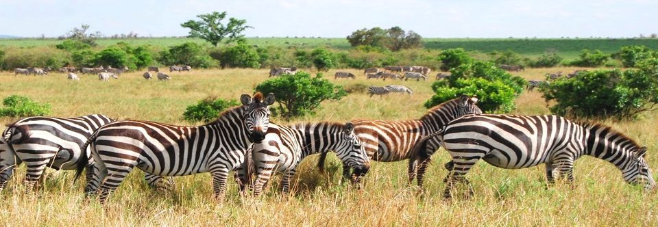 Africa! Experience the Best with Earthbound Expeditions