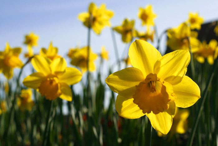 Spring daffodils plant anytime